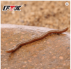 30pcs 7.5cm Earthworms