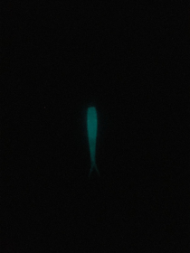 The Culper (Color: Candlelight (Glow in the Dark))