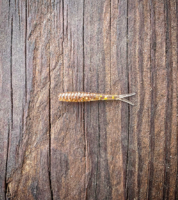 The Culper (Color: Pine Tree Shilling (Gold Shiner))