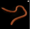 20Pcs Simulation Earthworm