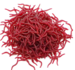 50/100PCS Soft Lure Bass Bream Bloodworm