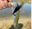 Propeller Plopper 20g 27g Bait